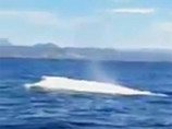 Единственный в мире полностью белый горбатый кит, получивший кличку Мигалу (Migaloo), замечен у восточного побережья Австралии в районе штата Новый Южный Уэльс