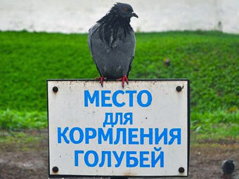    pechori.ru
